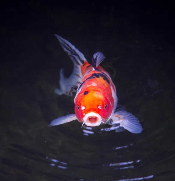 Риба кої в ставку — стокове фото
