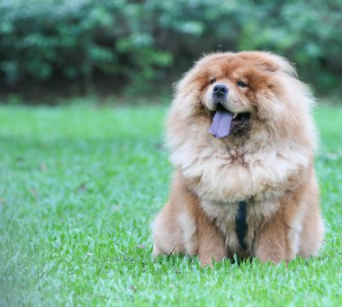Chow chow köpek