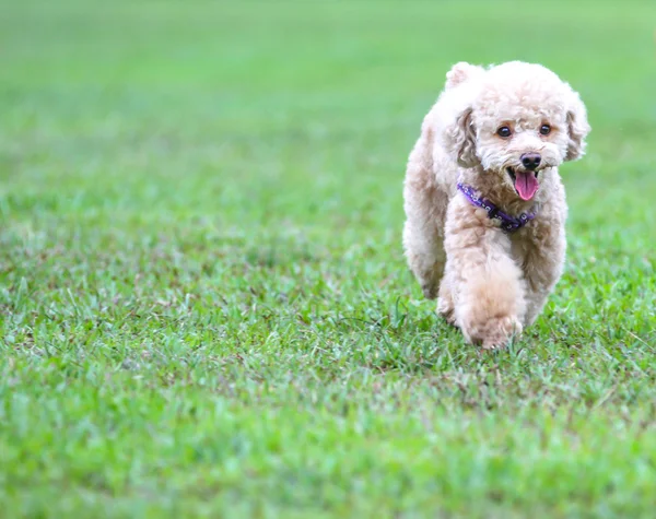 Poodle running happily — Stock Photo, Image