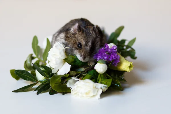 Foto de primer plano del hámster pequeño cerca de las flores —  Fotos de Stock