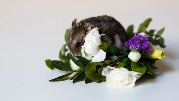 Foto de primer plano del hámster pequeño cerca de las flores —  Fotos de Stock