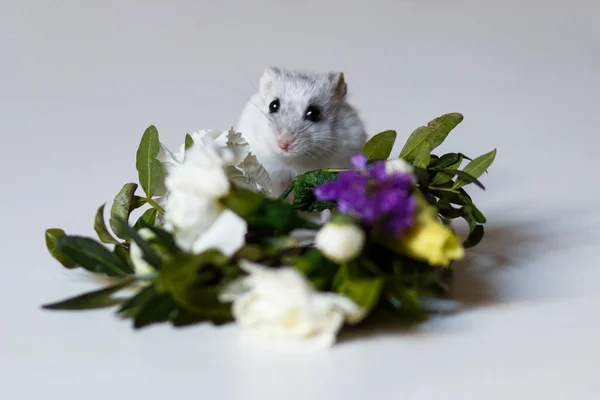 Foto de primer plano del hámster pequeño cerca de las flores — Foto de Stock