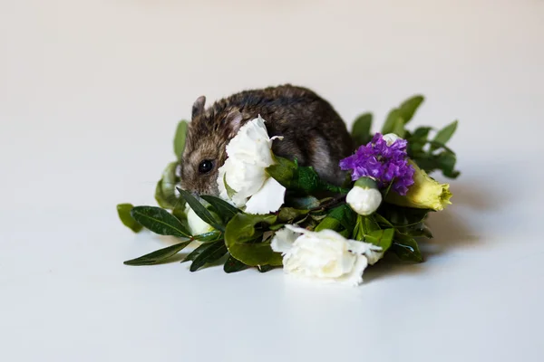 Крупним планом фото маленького хом'яка біля квітів — стокове фото