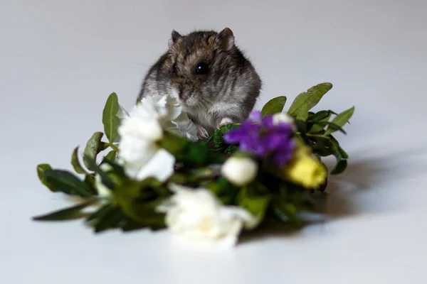 Foto primo piano di piccolo criceto vicino ai fiori — Foto Stock