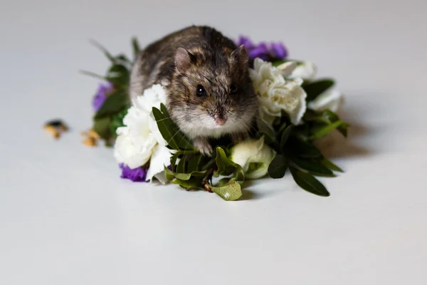 Foto primo piano di piccolo criceto vicino ai fiori — Foto Stock