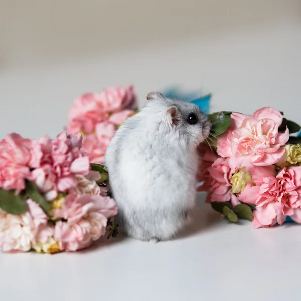 Closeup photo of little hamster near flowers — Stock Photo, Image