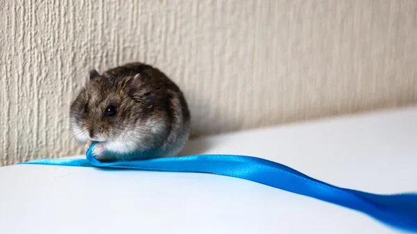 Foto de primer plano del pequeño hámster cerca de la cinta azul —  Fotos de Stock