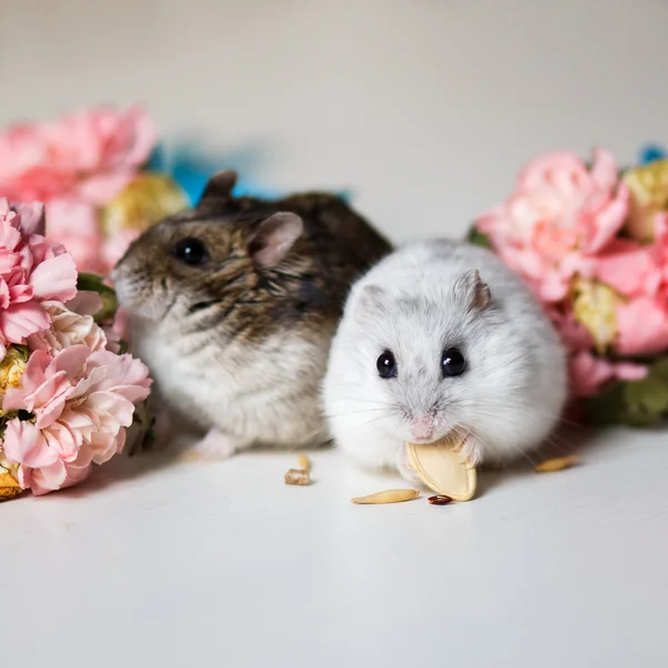 Foto de cerca de dos pequeños hámsters cerca de flores —  Fotos de Stock