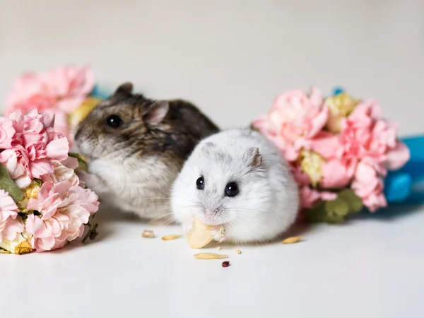 Foto in primo piano di due piccoli criceti vicino ai fiori — Foto Stock