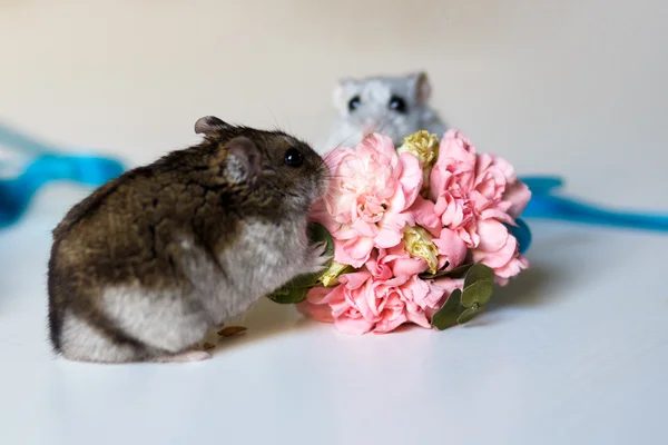 Foto in primo piano di due piccoli criceti vicino ai fiori — Foto Stock