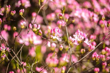 Çiçeği ağaç doğa arka plan üzerinde. Bahar çiçekleri