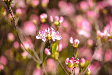 Çiçeği ağaç doğa arka plan üzerinde. Bahar çiçekleri