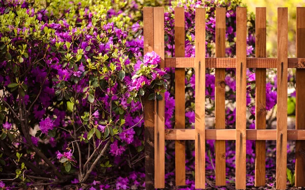 Blütenstrauch in der Nähe von Holzzaun. Frühlingsblumen — Stockfoto