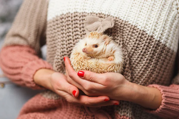 Pequeño erizo blanco en las manos de una chica sobre el fondo de Navidad —  Fotos de Stock