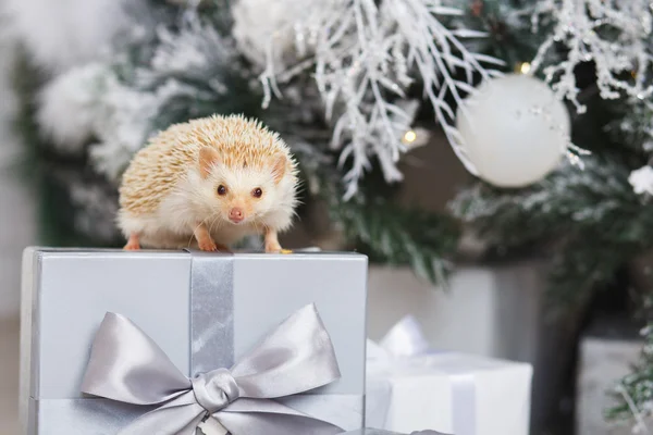Piccolo riccio bianco su una scatola regalo sotto l'albero di Natale — Foto Stock