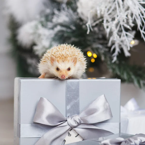 Piccolo riccio bianco su una scatola regalo sotto l'albero di Natale — Foto Stock