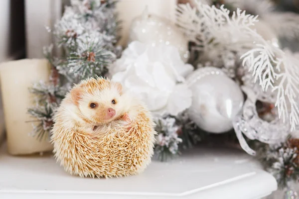Little white hedgehog over christmas background — Stock Photo, Image