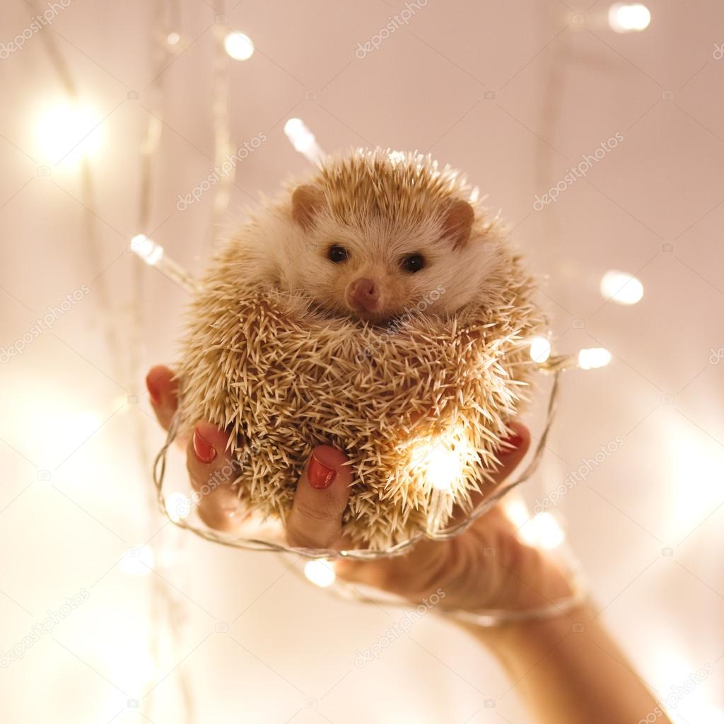 Little white hedgehog on a girl's hands over christmas background