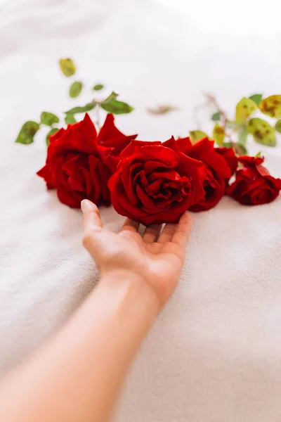 สดอกก หลาบส แดงบนก านยาวท ใบส ยวแยกก นบนพ นหล มะส ขาว — ภาพถ่ายสต็อก