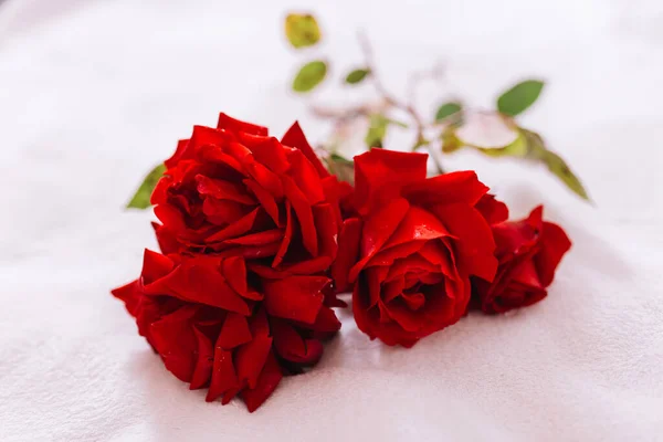 ดอกก หลาบส แดงบนก านยาวท ใบส ยวแยกก นบนพ นหล มะส ขาว — ภาพถ่ายสต็อก