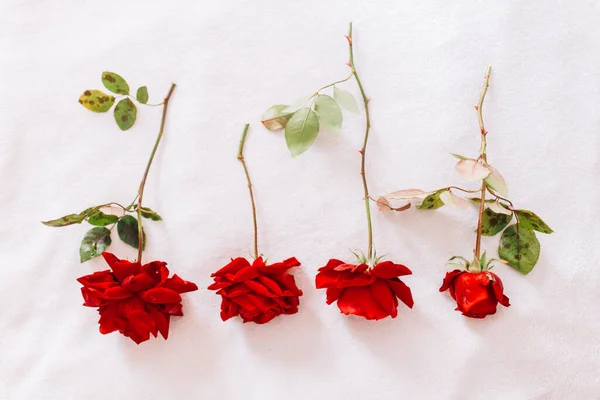 ดอกก หลาบส แดงบนก านยาวท ใบส ยวแยกก นบนพ นหล มะส ขาว — ภาพถ่ายสต็อก