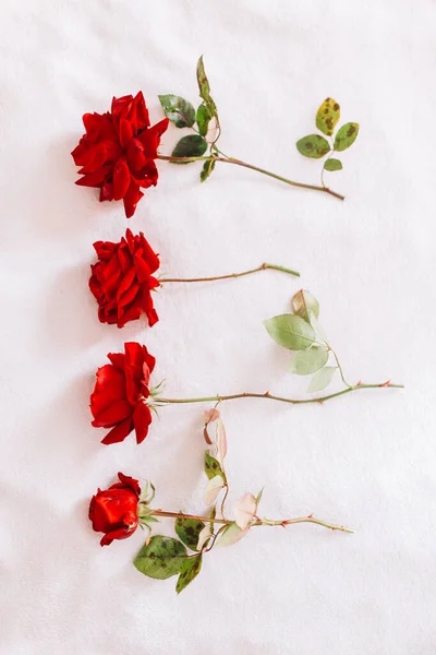 ดอกก หลาบส แดงธรรมชาต บนก านยาวท ใบส ยวแยกก นบนพ นหล มะส — ภาพถ่ายสต็อก