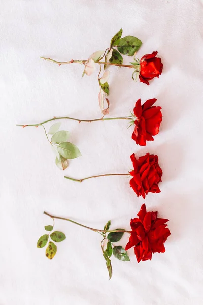 ดอกก หลาบส แดงธรรมชาต บนก านยาวท ใบส ยวแยกก นบนพ นหล มะส — ภาพถ่ายสต็อก
