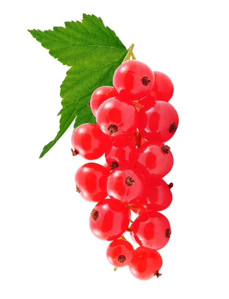 Röda vinbär isolerade vit — Stockfoto