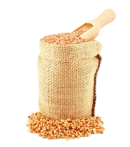 Wheat grain isolated — Stock Photo, Image