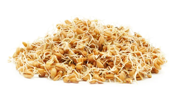 Wheat germ — Stock Photo, Image