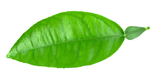 Orange leaf — Stock Photo, Image