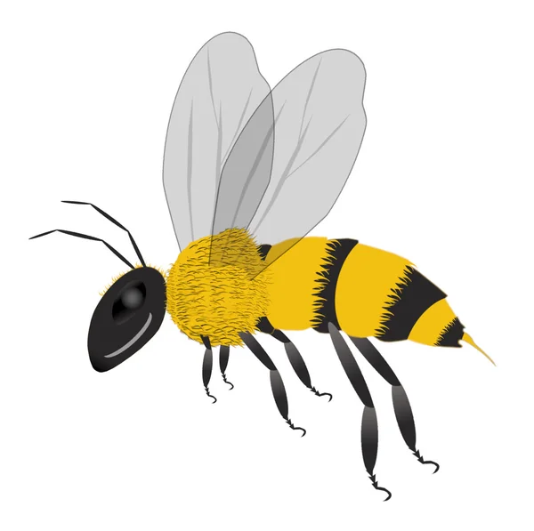 Μέλισσα απομονωθεί — Φωτογραφία Αρχείου