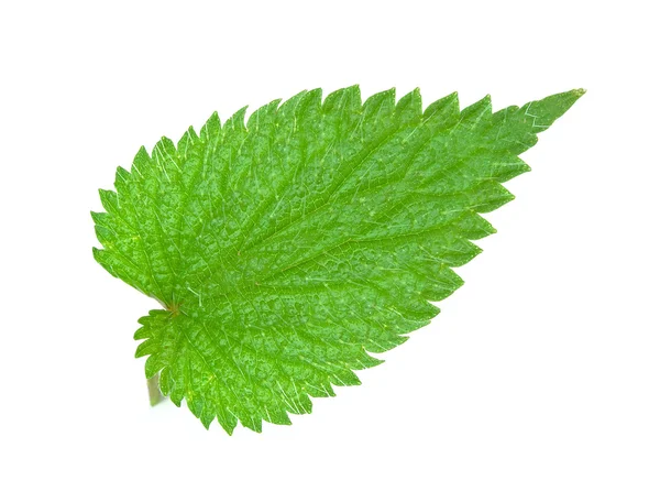 Nettle — Stock Photo, Image