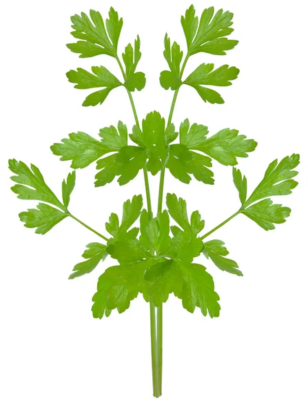 Parsley leaves — Stock Photo, Image