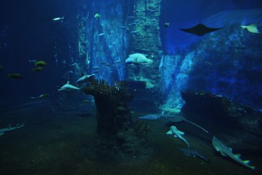 Balık sualtı, okyanus