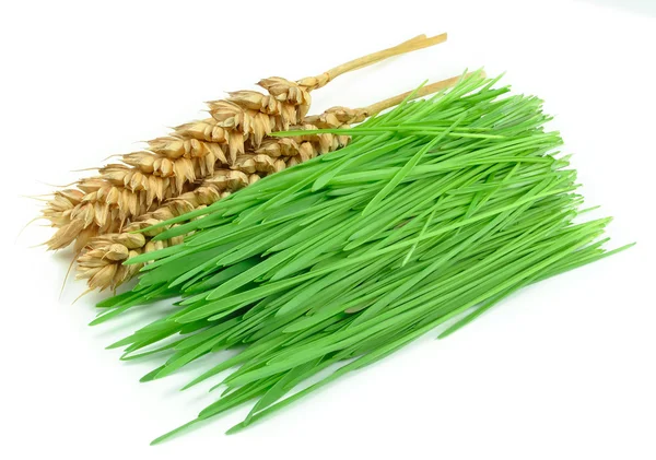 Hierba de trigo — Foto de Stock