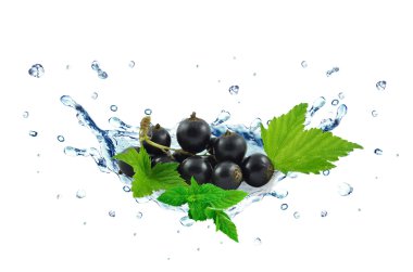 Blackcurrant sıçrama