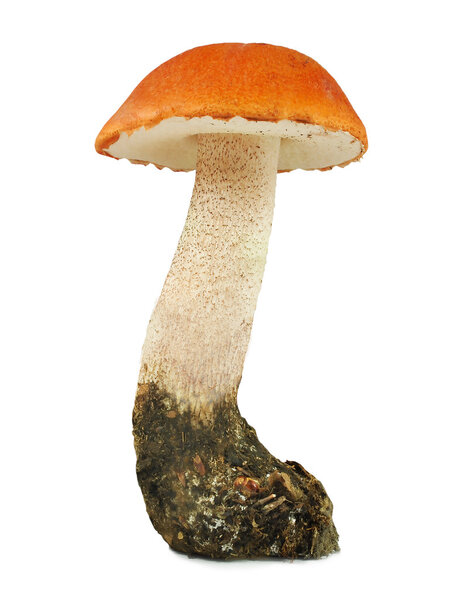 leccinum aurantiacum