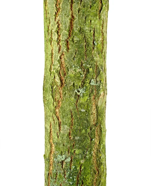 Goat willow (Salix caprea) bark — Stockfoto