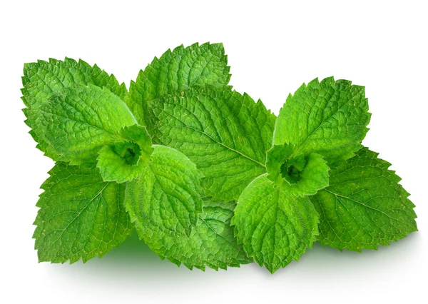 Hoja de menta aislada — Foto de Stock