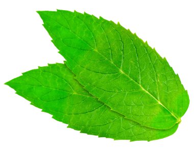 izole nane yaprağı