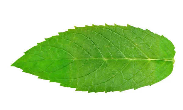 Hoja de menta aislada — Foto de Stock