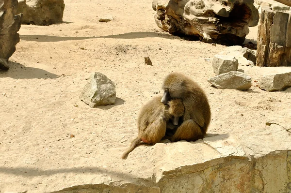 Monkeys nestling up — стоковое фото