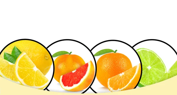 Citrus fruits isolated — Stock Photo, Image