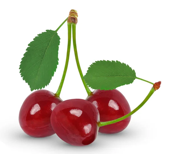 Cerezas hoja aislada — Foto de Stock