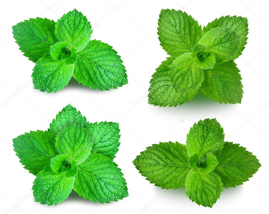 mint leaf isolated