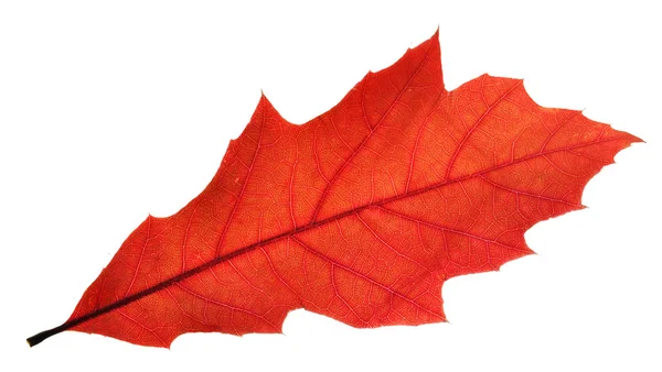 Red oak leaf — Stock Photo, Image