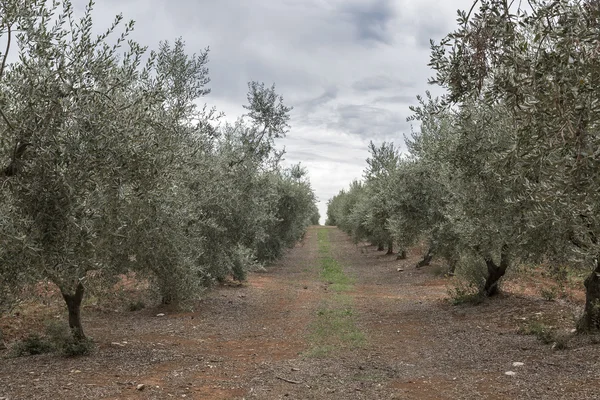 Olivträdet fält i Istrien, Kroatien — Stockfoto