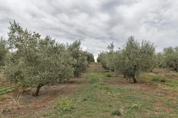 Olivträdet fält i Istrien, Kroatien — Stockfoto