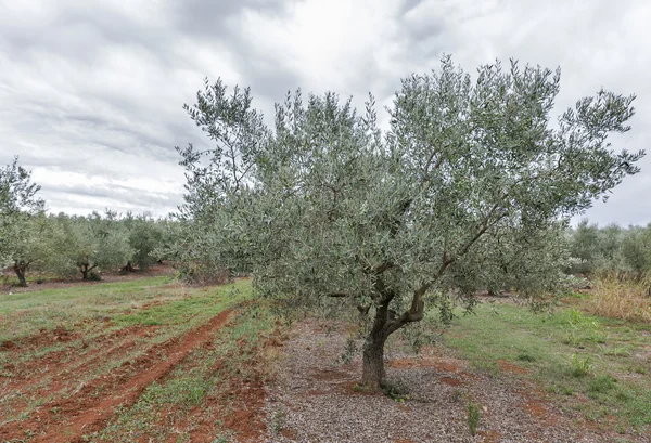 Olivträdet fält i Istrien, Kroatien — Stockfoto